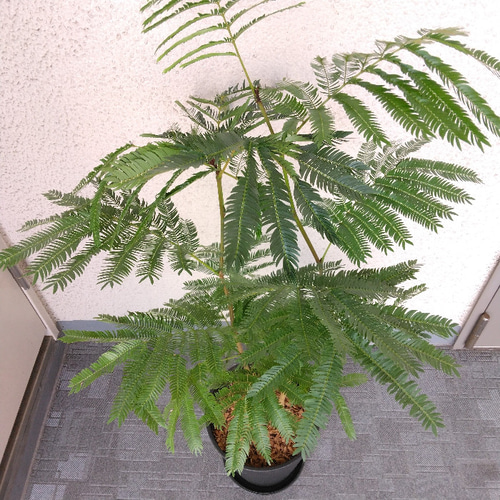 エバーフレッシュ 2株 観葉植物
