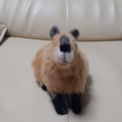 羊毛フェルト　カピバラちゃん　動物のオーダー受け付けてます 6枚目の画像