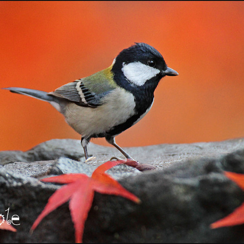 紅葉に四十雀 写真・グラフィック マークOhara写真館 通販