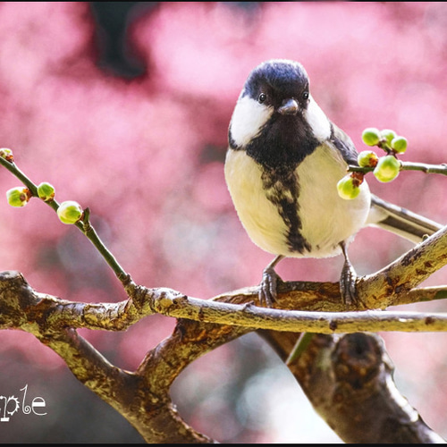 梅とシジュウカラ』