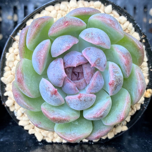 SALE】ブラックローズhyb 韓国苗 多肉植物 多肉植物 プクニク 通販