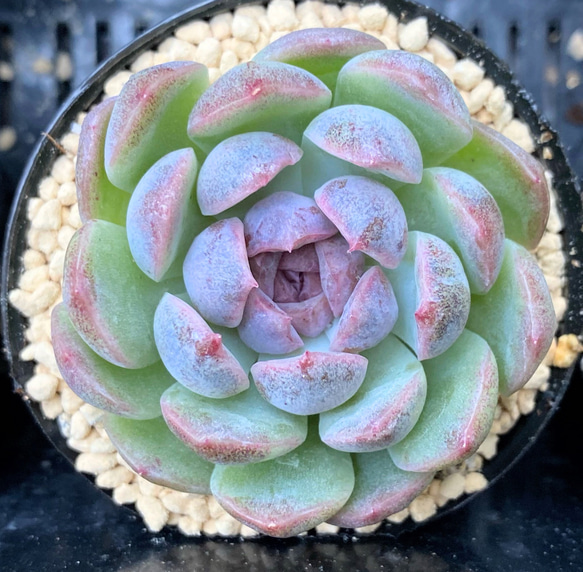 多肉植物 ブラックローズ 1苗 | fpac.com.br