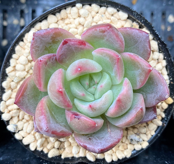 SALE】トワイライトクラウド 韓国苗 多肉植物 多肉植物 プクニク