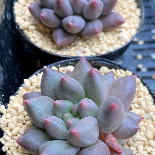 SALE】ブラックフィンガー 韓国苗 多肉植物 多肉植物 プクニク 通販