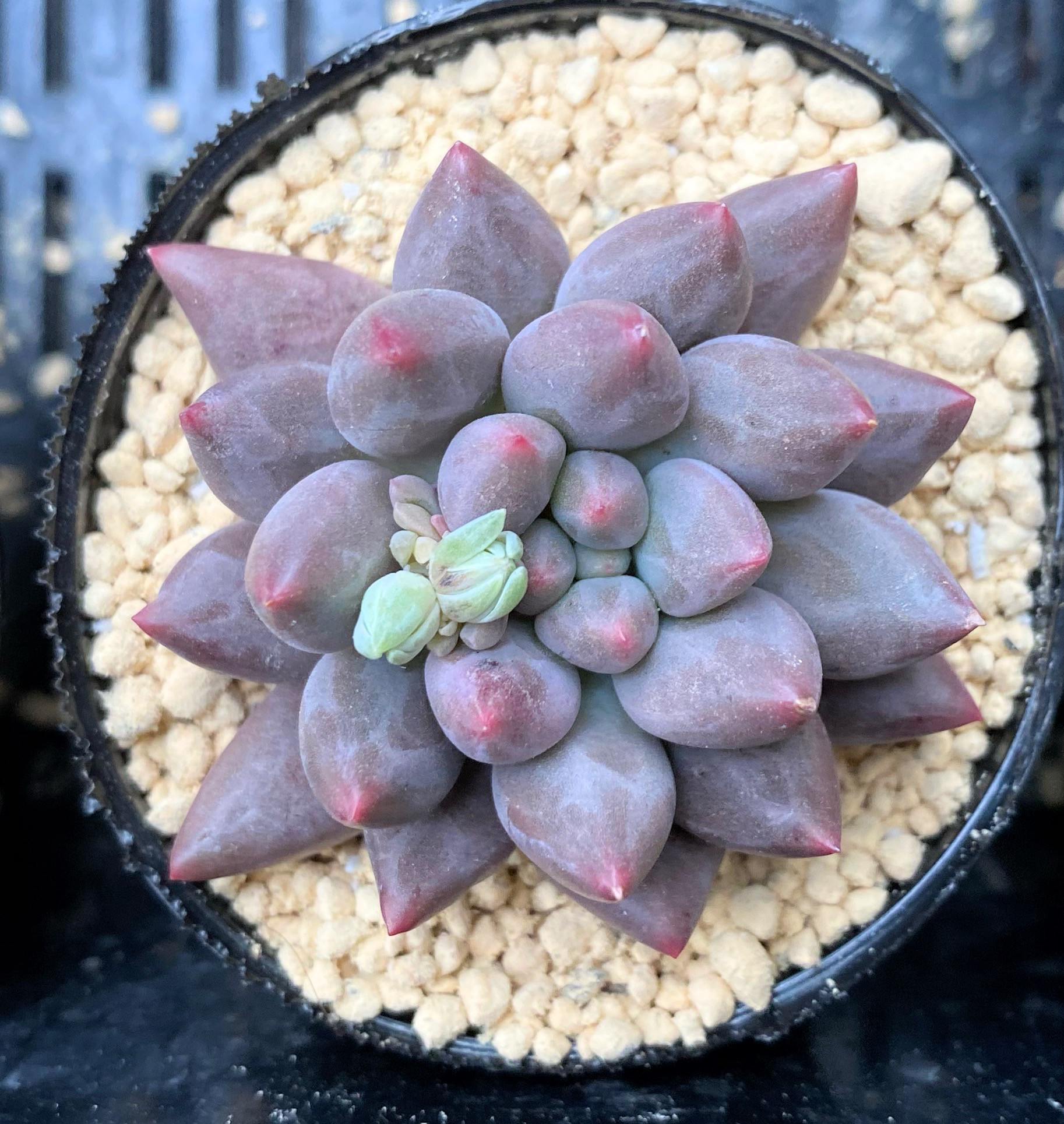 多肉植物 葉のみ エンジェルスフィンガー 50個