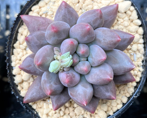 5a2670de091c2291bf90b1f337d247