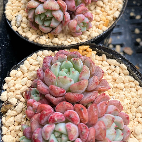 マッチメーカー 群生 韓国苗 多肉植物 多肉植物 プクニク 通販