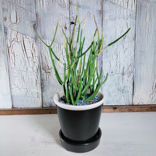 ミルクブッシュ スティックオンファイヤー 観葉植物 その他