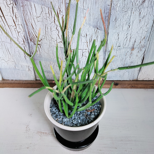 ミルクブッシュ スティックオンファイヤー 観葉植物 その他