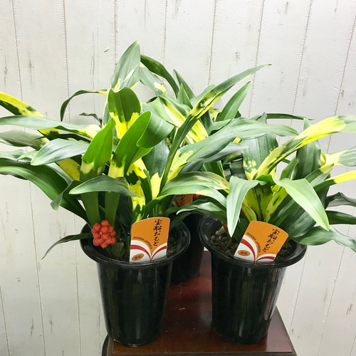 実付き！！ 極斑入り♡ 株立ち！万年青 オモト 宝船おもと その他