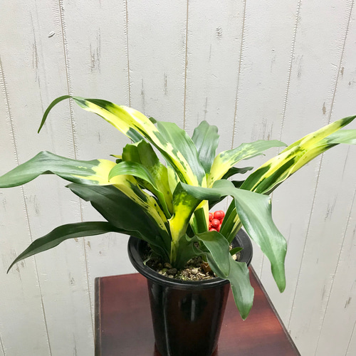 実付き！！ 極斑入り♡ 株立ち！万年青 オモト 宝船おもと