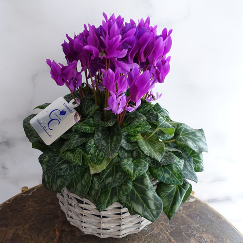 大人っぽい♡ 希少 シクラメン 江戸の青 ブルーシクラメン 鉢花 苗