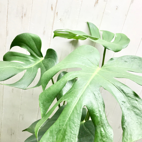 切れ込み良好♡  モンステラ   アダンソニー    Monstera adansonii   6号 鉢カバー付 7枚目の画像