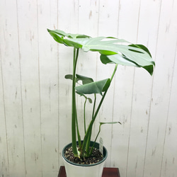 切れ込み良好♡  モンステラ   アダンソニー    Monstera adansonii   6号 鉢カバー付 4枚目の画像