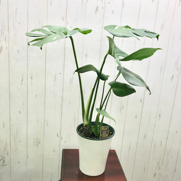 切れ込み良好♡  モンステラ   アダンソニー    Monstera adansonii   6号 鉢カバー付 1枚目の画像