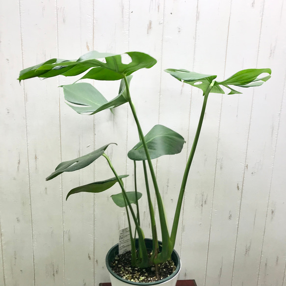 切れ込み良好♡  モンステラ   アダンソニー    Monstera adansonii   6号 鉢カバー付 3枚目の画像