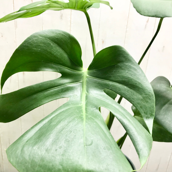 切れ込み良好♡  モンステラ   アダンソニー    Monstera adansonii   6号 鉢カバー付 8枚目の画像