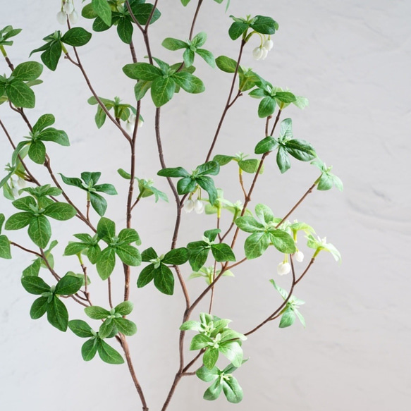 自分好みの樹形に　花付きドウダンツツジのコンクリートポット（オンリーワングリーン　観葉植物） 2枚目の画像