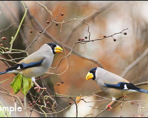 6cbe3702b3d9ba9c4c06d563de25ba