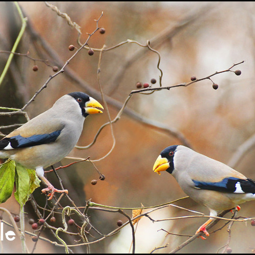 野鳥 イカル 写真・グラフィック マークOhara写真館 通販 15168689