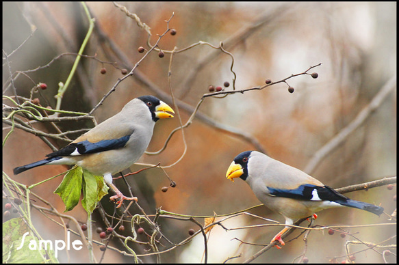 野鳥 イカル 写真・グラフィック マークOhara写真館 通販 15168689