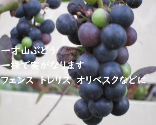 飯田アートフラワー 野葡萄5本&葡萄1本 セット売り