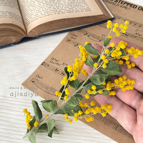 真珠葉アカシア ミモザ ショート：国産 ＜2026年1月入荷分＞ ドライ