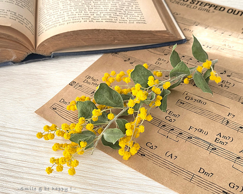 真珠葉アカシア ミモザ ショート：国産 ＜2026年2月入荷分＞ ドライ