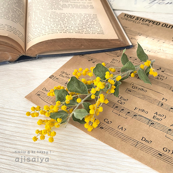 真珠葉アカシア ミモザ ショート：国産 ＜2026年1月入荷分＞ ドライ