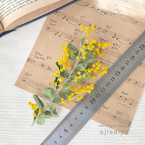 真珠葉アカシア ミモザ ショート：国産 ＜2026年2月入荷分＞ ドライ