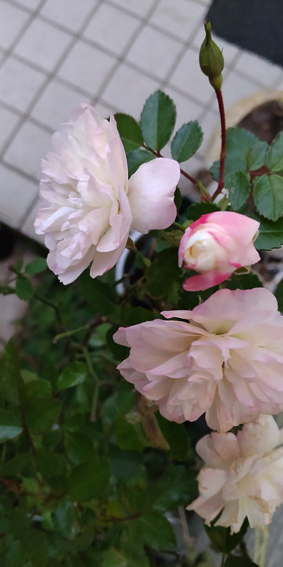 【グリーンアイス】季節により色変四季を通して開花するミニ薔薇寒くなればなる程ピンクが濃くなる 2枚目の画像