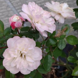 【グリーンアイス】季節により色変四季を通して開花するミニ薔薇寒くなればなる程ピンクが濃くなる 1枚目の画像