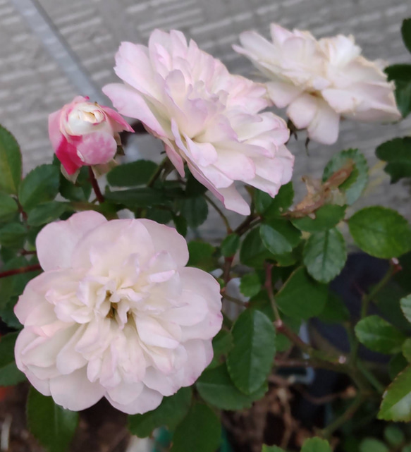 【グリーンアイス】季節により色変四季を通して開花するミニ薔薇寒くなればなる程ピンクが濃くなる 1枚目の画像