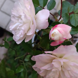 【グリーンアイス】季節により色変四季を通して開花するミニ薔薇寒くなればなる程ピンクが濃くなる 4枚目の画像
