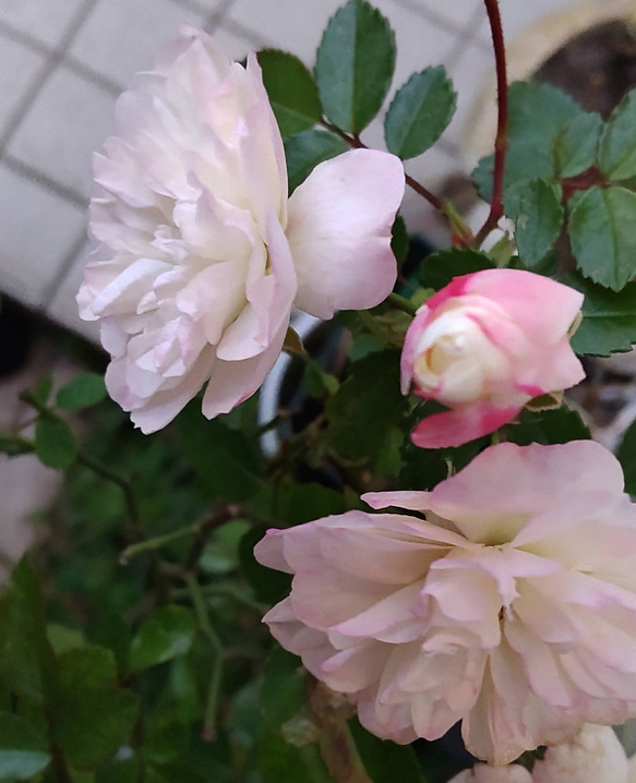 【グリーンアイス】季節により色変四季を通して開花するミニ薔薇寒くなればなる程ピンクが濃くなる 4枚目の画像