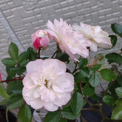 【グリーンアイス】季節により色変四季を通して開花するミニ薔薇寒くなればなる程ピンクが濃くなる 3枚目の画像