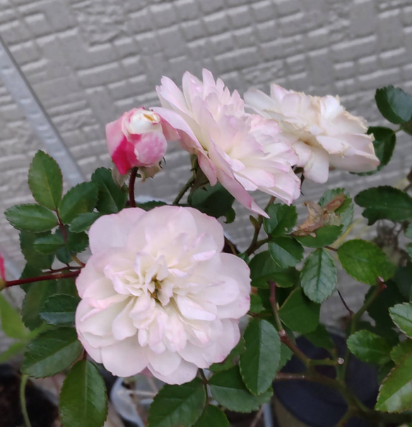 【グリーンアイス】季節により色変四季を通して開花するミニ薔薇寒くなればなる程ピンクが濃くなる 3枚目の画像