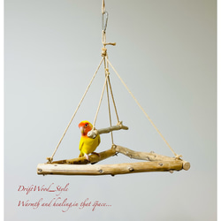 流木インテリア  シンプルな天然流木の小鳥の止まり木 吊り下げタイプ インコ 鳥 ブランコ 自然木 No.2 7枚目の画像