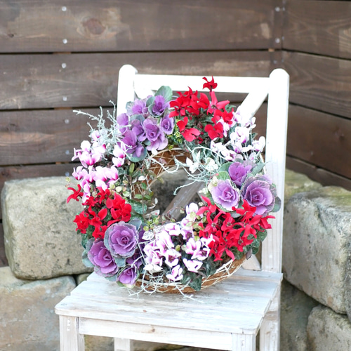 sale 心に寄り添う 寄せ植え 豪華 最高峰のガーデンシクラメン ミニ