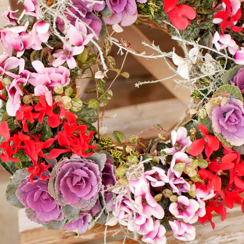 sale 心に寄り添う 寄せ植え 豪華 最高峰のガーデンシクラメン ミニ