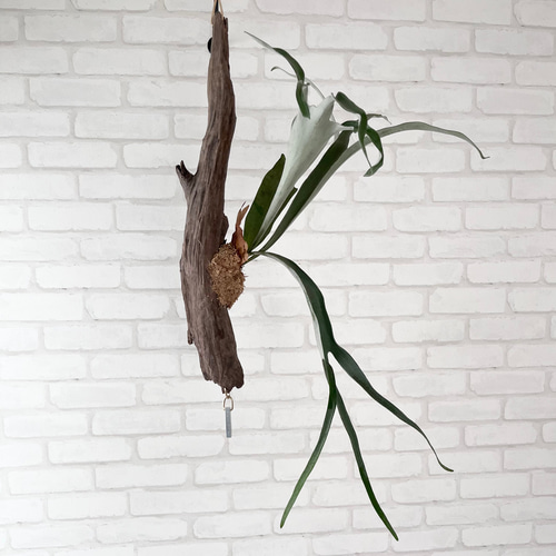 ビカクシダ コウモリラン ベイチー（ビーチー） 流木付け 観葉