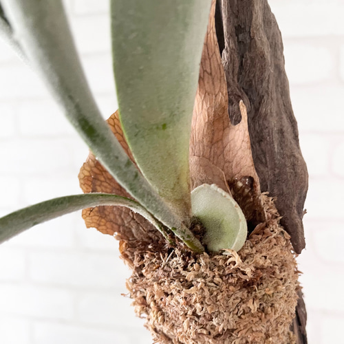 ビカクシダ コウモリラン ベイチー（ビーチー） 流木付け 観葉植物