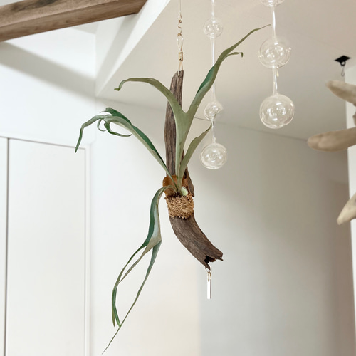 コウモリラン　ヴィーチー　流木ハンギング　現品 コウモリラン ヴィーチー 流木ハンギング 現品