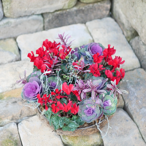 sale 最高峰のガーデンシクラメン ミニ 葉牡丹 かわいい リース お正月