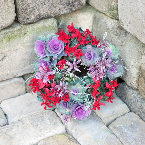 sale 最高峰のガーデンシクラメン ミニ 葉牡丹 かわいい リース お正月