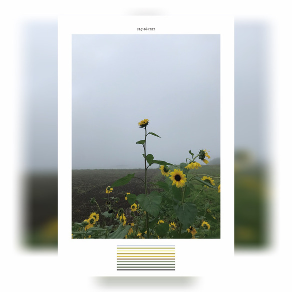 flower【2022.july②】 1枚目の画像