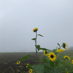 flower【2022.july②】 3枚目の画像