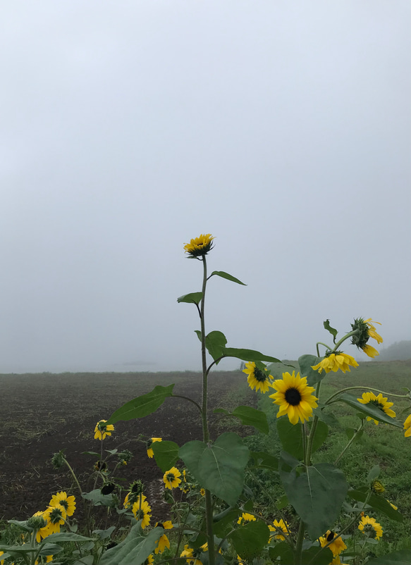 flower【2022.july②】 3枚目の画像