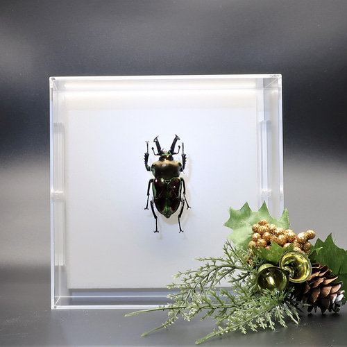 七色虫 ◇ニジイロクワガタ◇ アクリルフレーム 昆虫の標本 その他