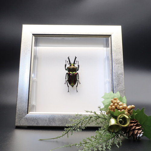 ニシカワ様 Insectum ニジイロクワガタ IPM-32-Z | 動物 | 【公式】 人形の